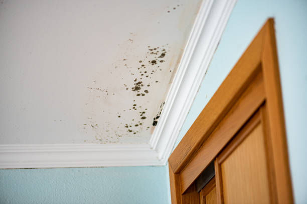 Mold Removal and Inspection